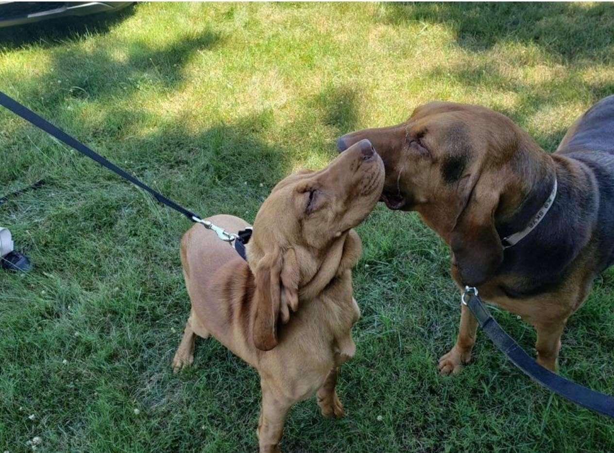 K-9 Unit