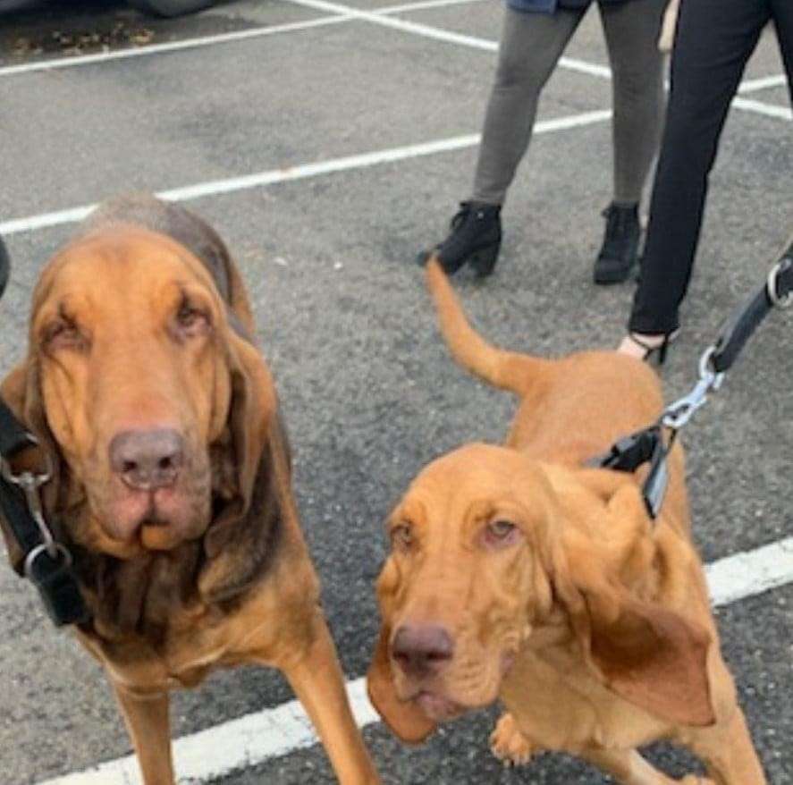 K-9 Unit
