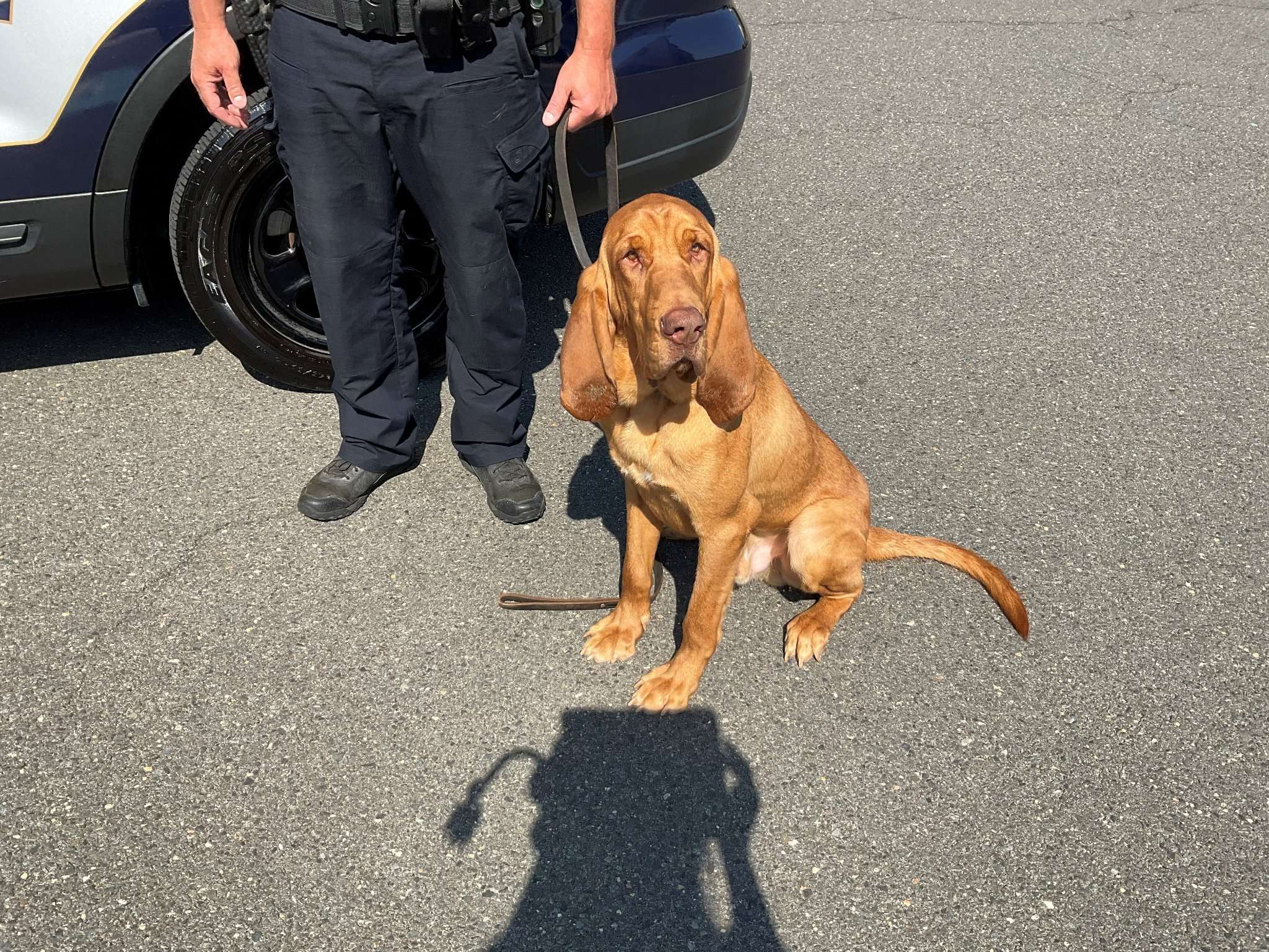 K-9 Unit