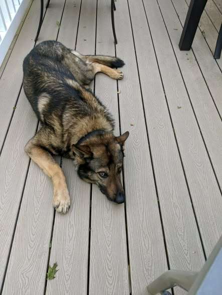 K-9 Edge