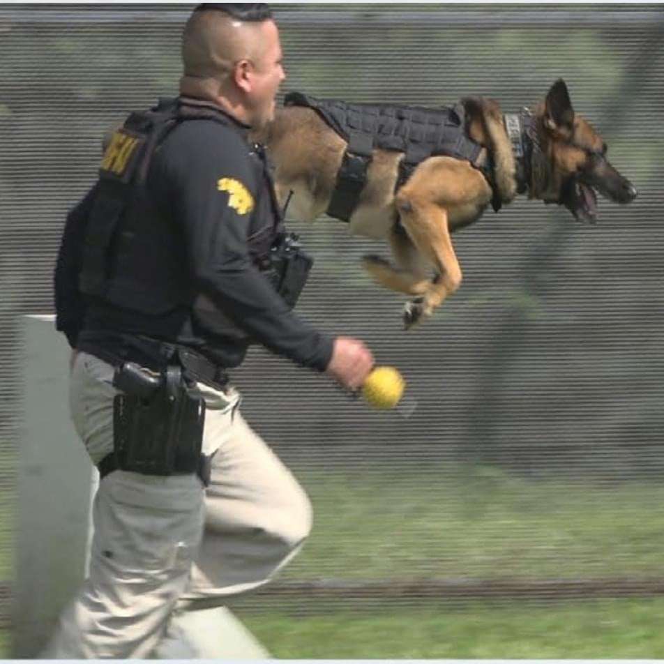 K-9 Unit