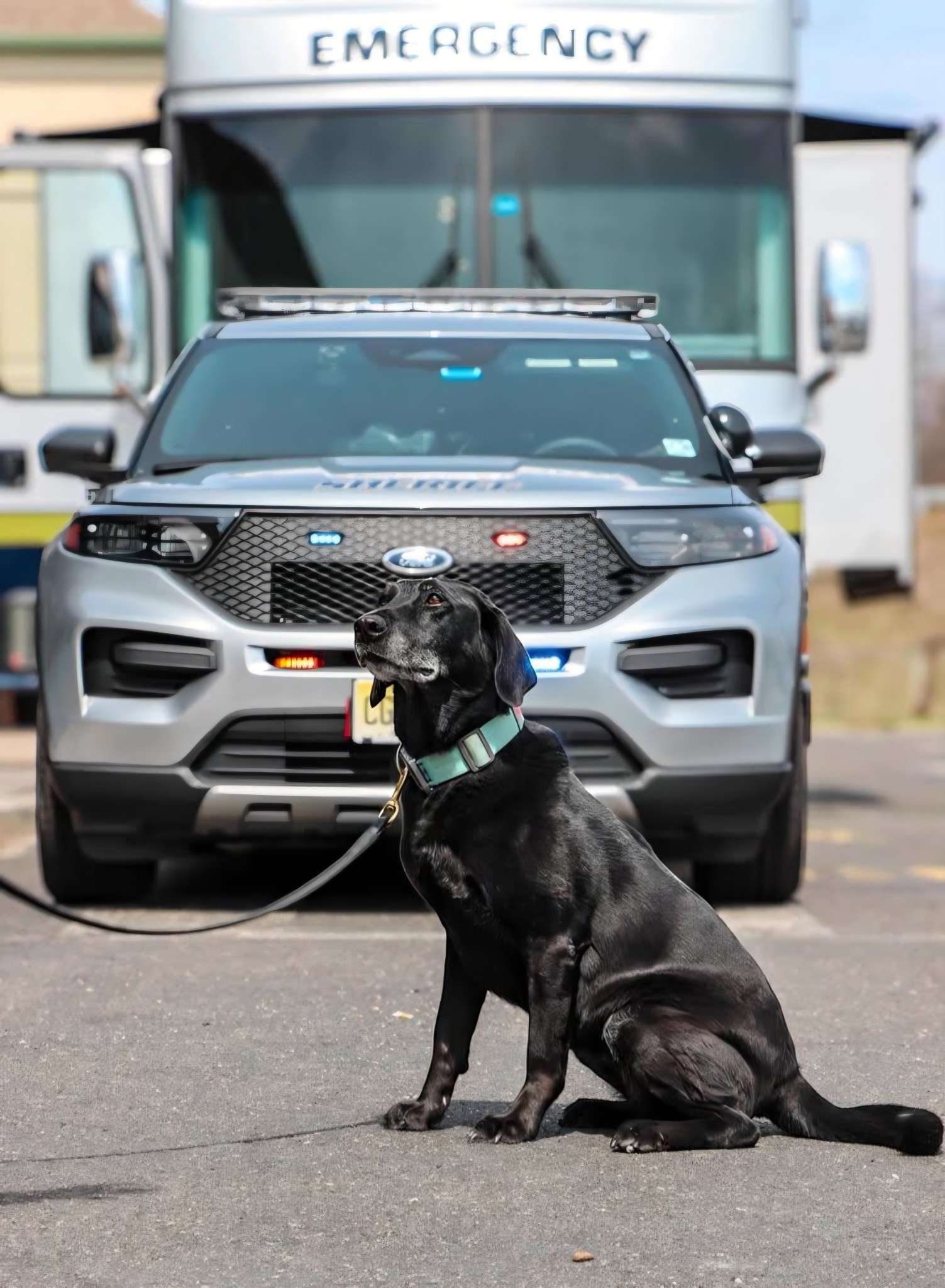 K-9 Unit