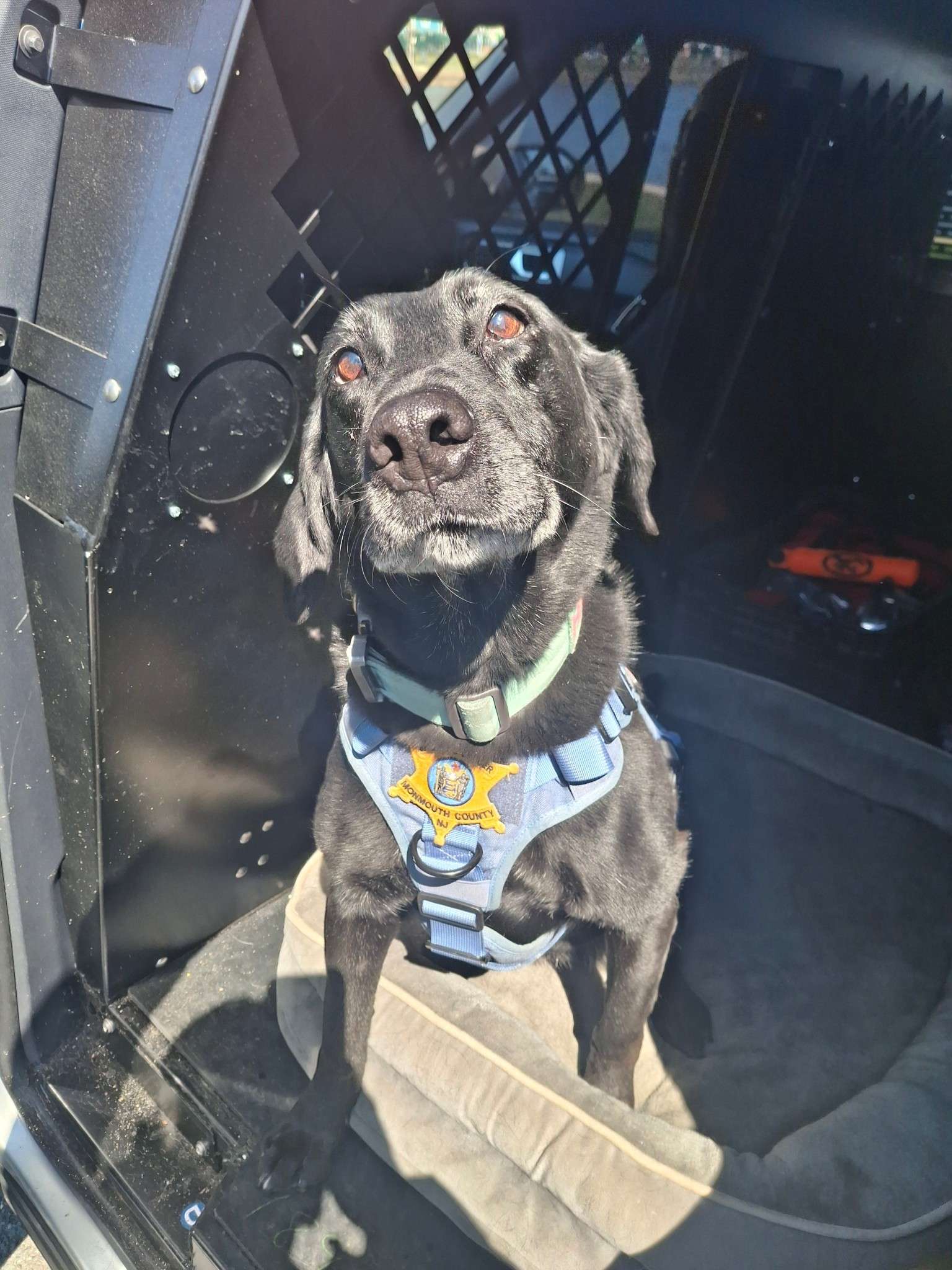 K-9 Unit