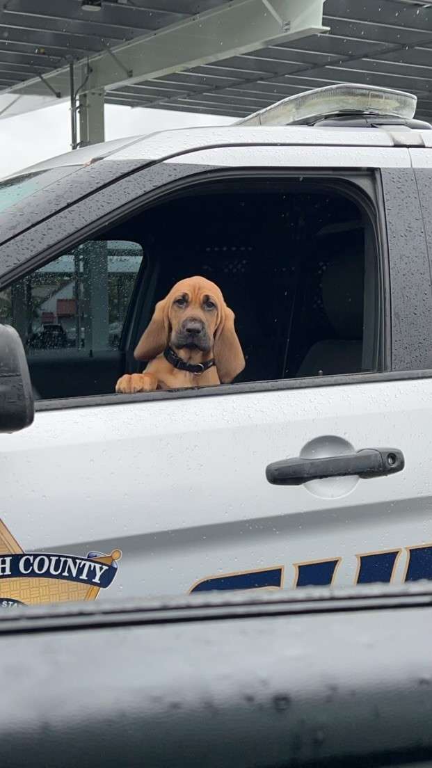 K-9 Unit